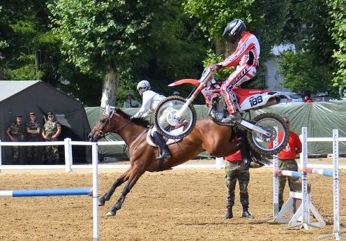 Horse 1