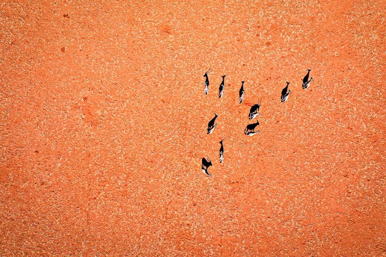 Aerial photo of some Kudu against an orange desert backdrop.