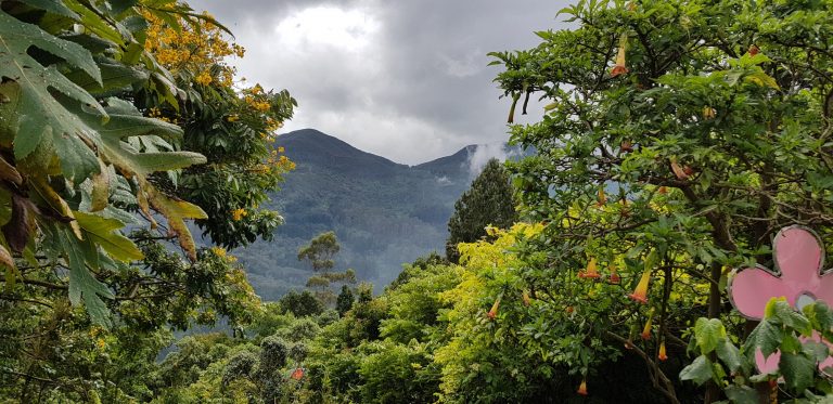 The path at the entrance of the jungle and wild life in Colombia