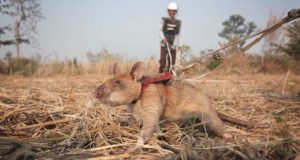 Give a Little, Help a Lot Hero Rats in Cambodia