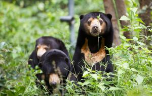 Give a Little, Help a Lot Sun Bears