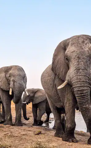 Cape Town to Vic Falls - Motorcycle Tour - Experience the majestic giants up close and personal at Elephant Sands