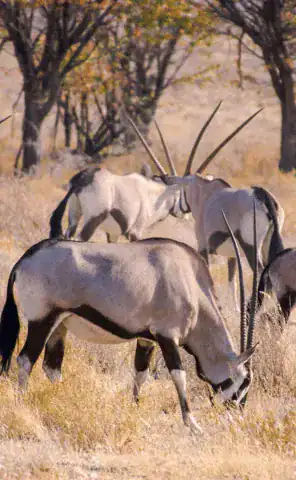 Cape Town to Vic Falls - Motorcycle Tour- Wildlife – we_ll stay in some beautiful safari lodges and go in search of wildlife