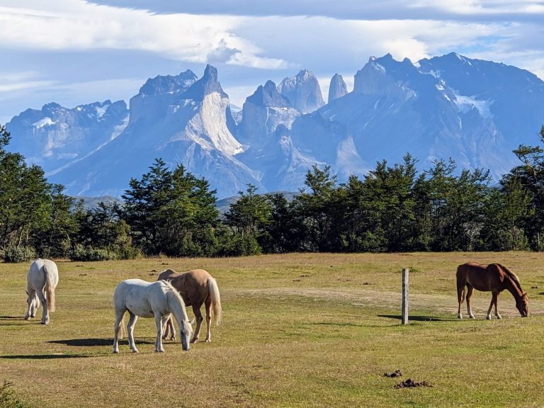 Wild horses in Patagonia