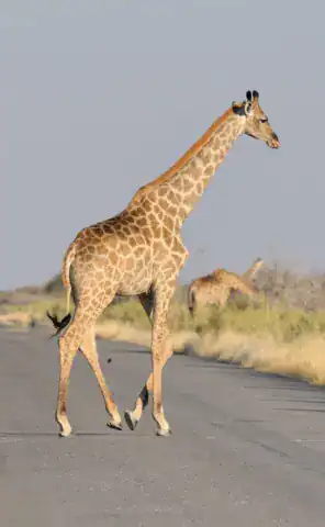 Ride Expeditions - Motorcycle Tour - Spot giraffe & antelope from your bike on public roads