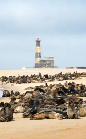 Ride Expeditions - Motorcycle Tour - Visit the large seal colony at Cape Cross