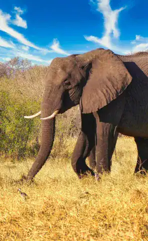 Ride Expeditions - Motorcycle Tour - Wildlife