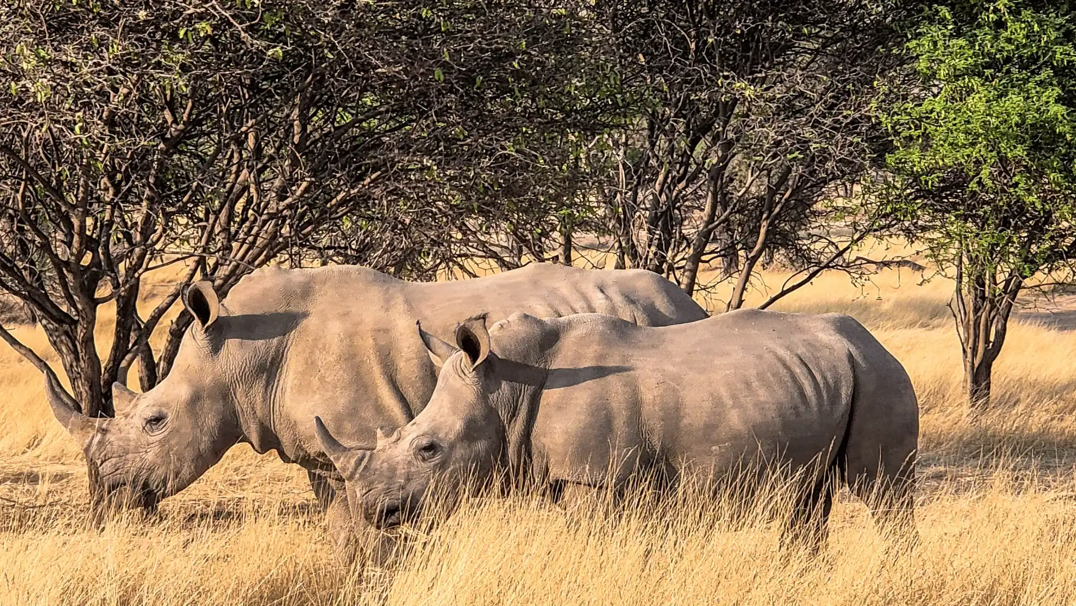 Vic Falls to Cape Town Gallery Images