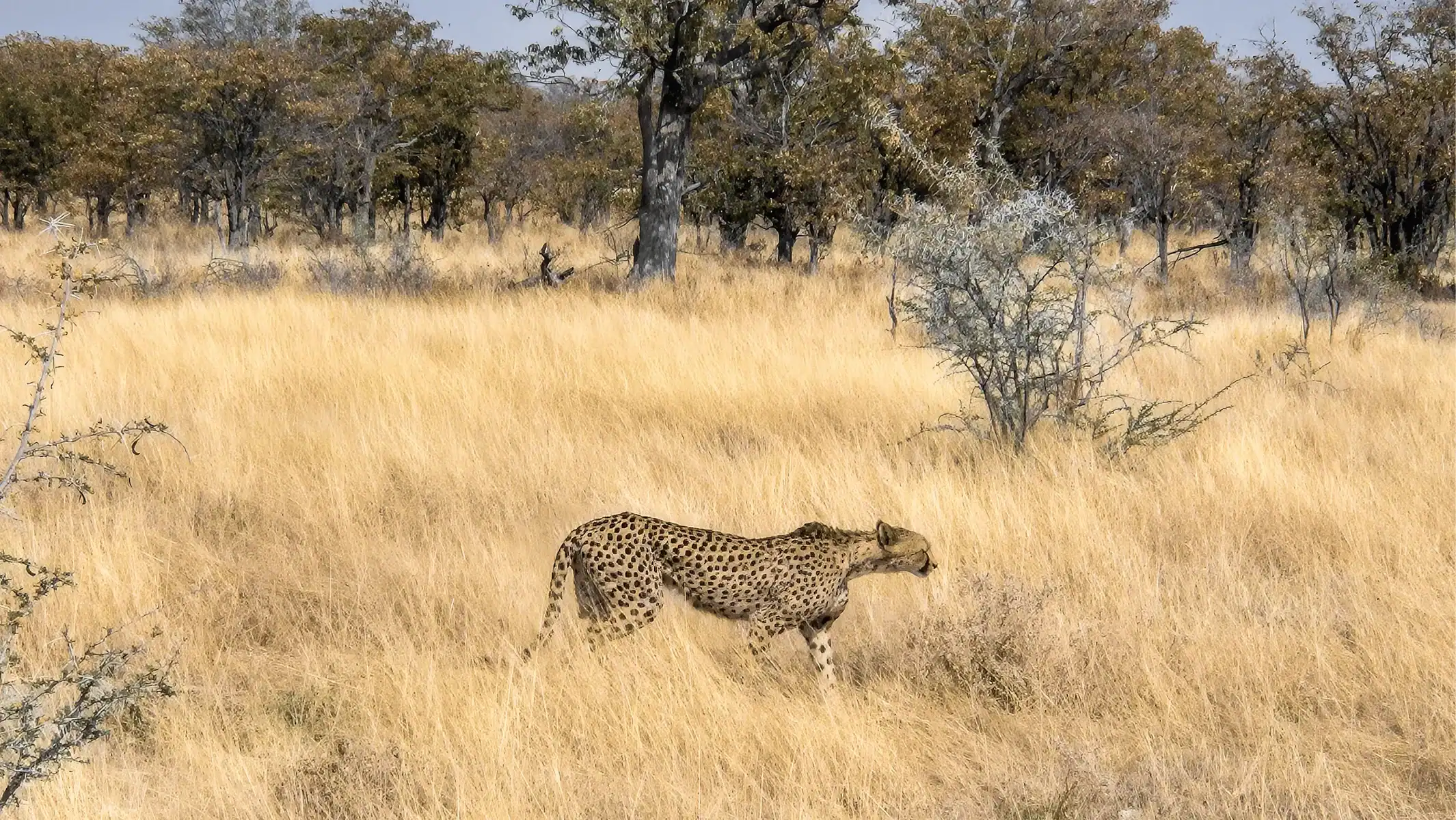 cape-town-to-victoria-falls-motorcycle-tour-cheetah-wildlife-17