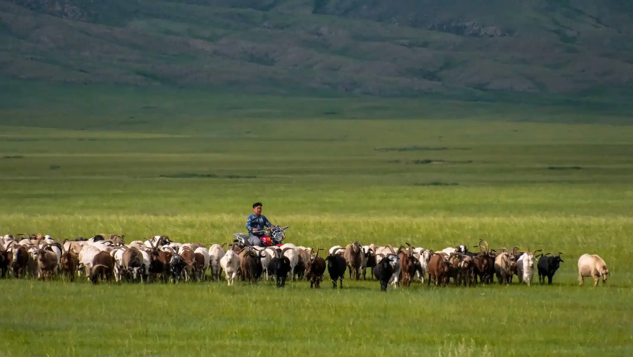 mongolia-enduro-tours-herder-livestock-steppe-08