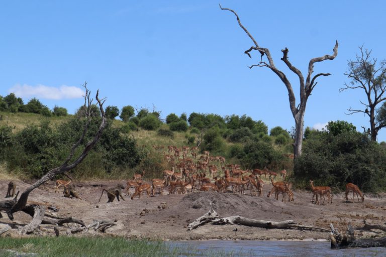 Antelopes and baboons spotted from the boat on the Victoria Falls sunset cruise