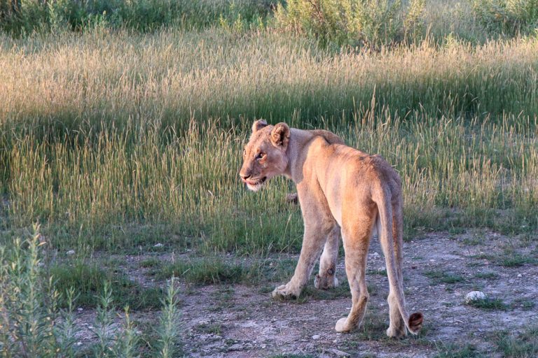 Lioness in the grass at sunset.