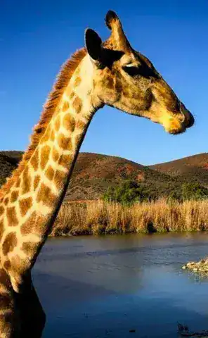 Ride Expeditions - Motorcycle Tour - Spot giraffe and ostrich at our beautiful lodge