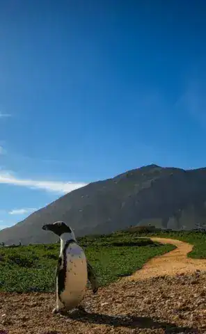 Ride Expeditions - Motorcycle Tour - Visit the penguin colony at Betty_s Bay