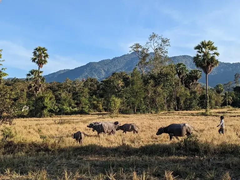 Cambodia Motorbike Tours-35 – This tour is the culmination of 10+ years of Ride Expeditions operating