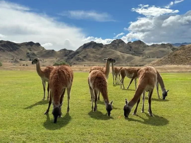 Patagonian wildlife.