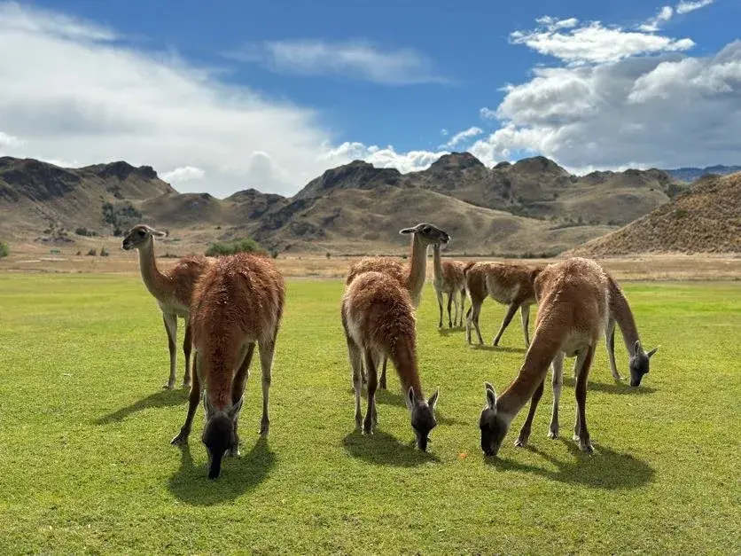 Patagonian wildlife.