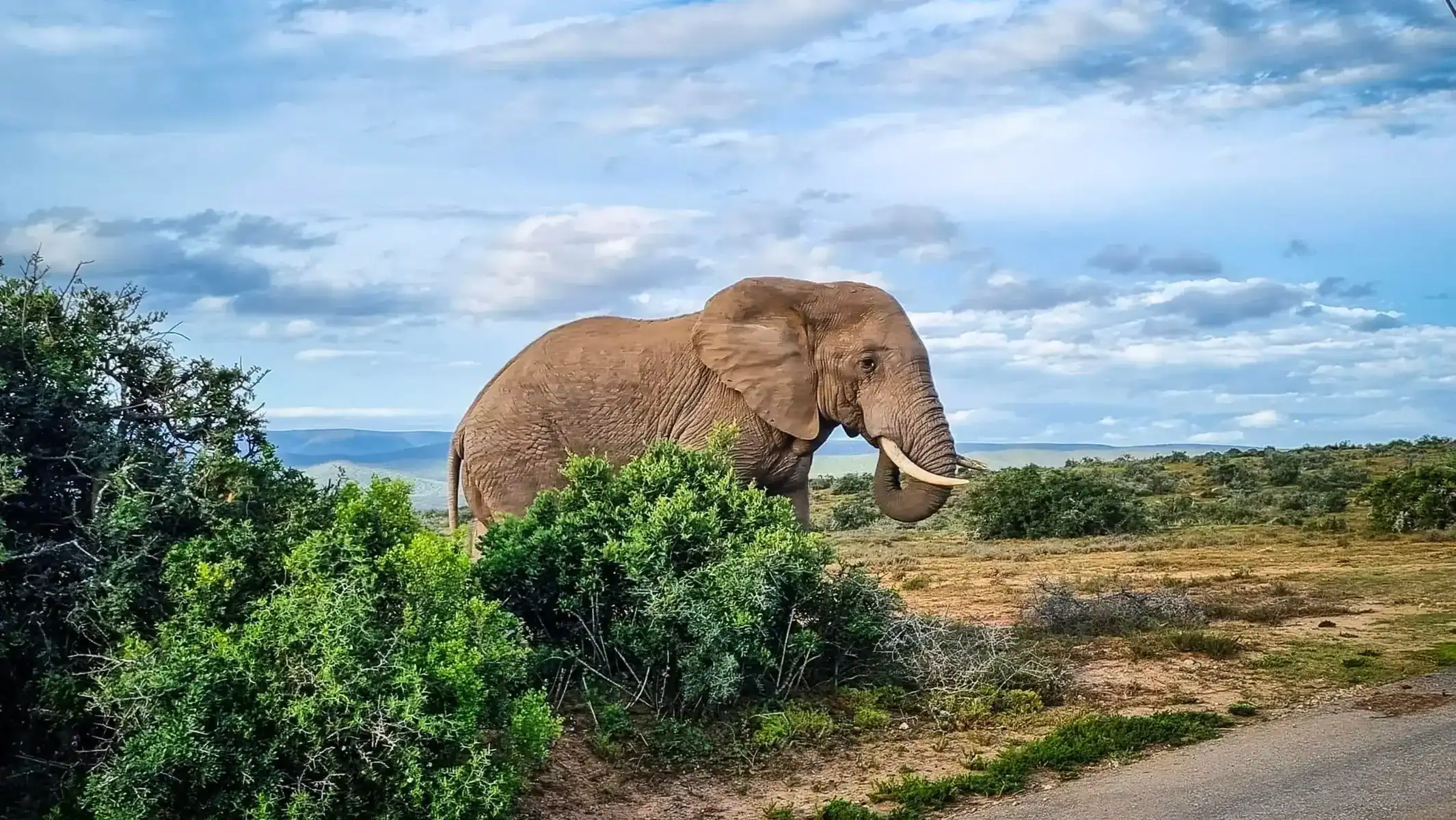 south-africa-motorcycle-safari-tour-elephant-wildlife-27