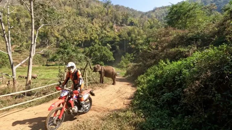 Dirt biker riding past an elephant on a trail in Thailand