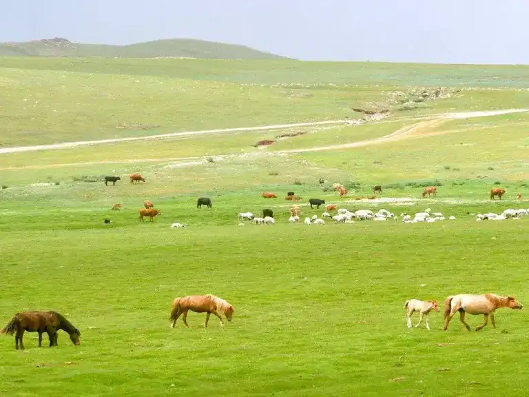 Mongolia adventure Day 11 (1).jpg – Complete and utter motorcycle freedom - this is the best way to