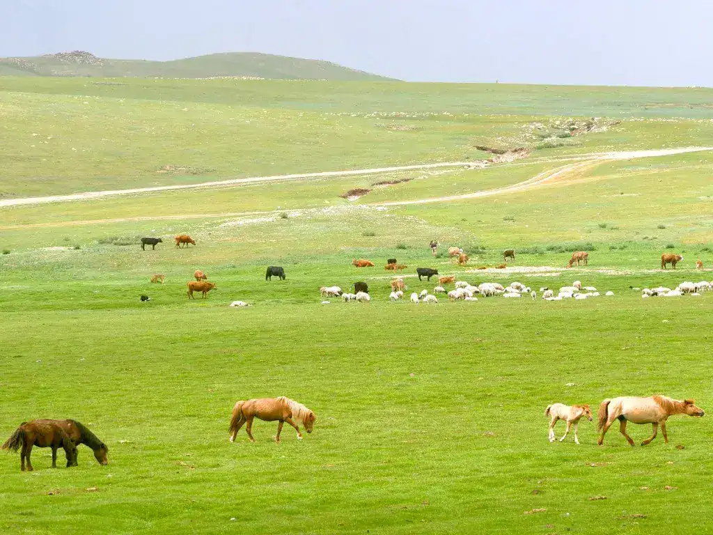 Mongolia adventure Day 11 (1).jpg – Complete and utter motorcycle freedom - this is the best way to
