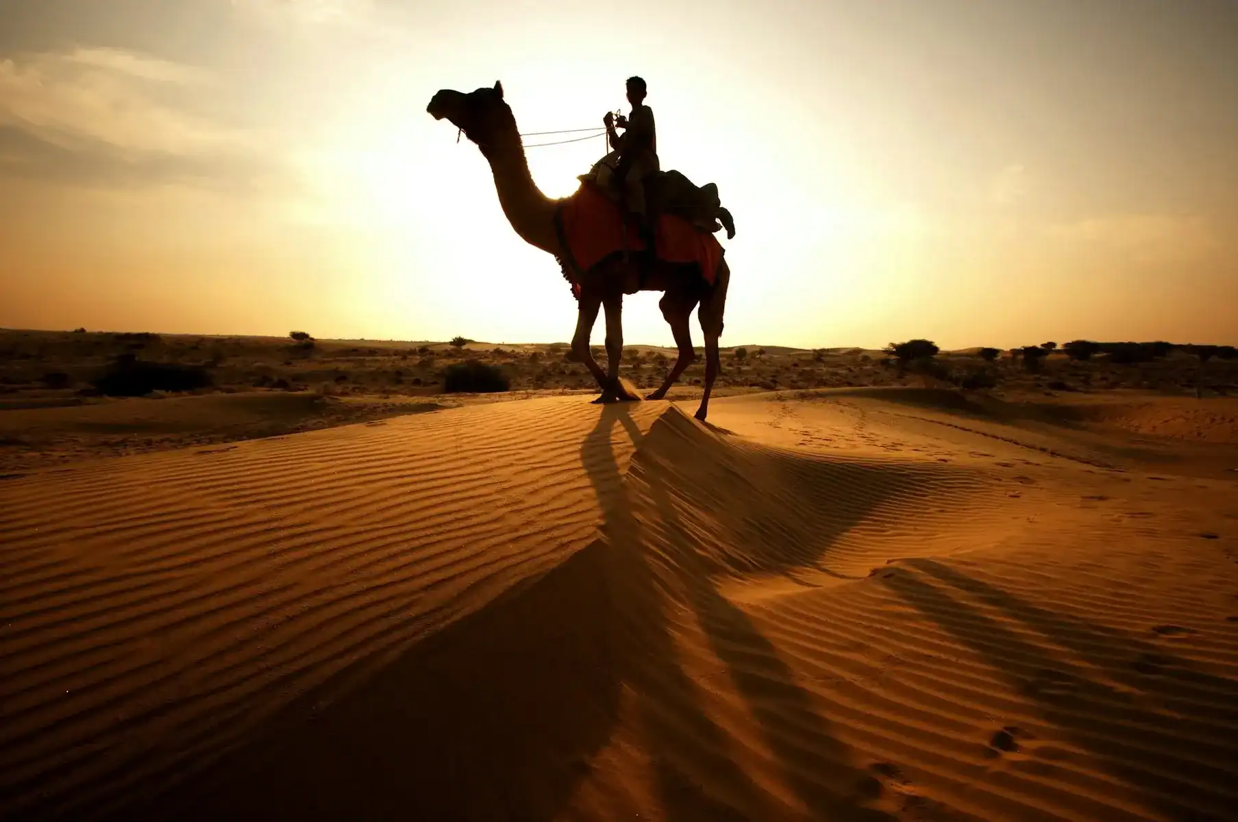 Thar desert on sunset, Rajasthan, India