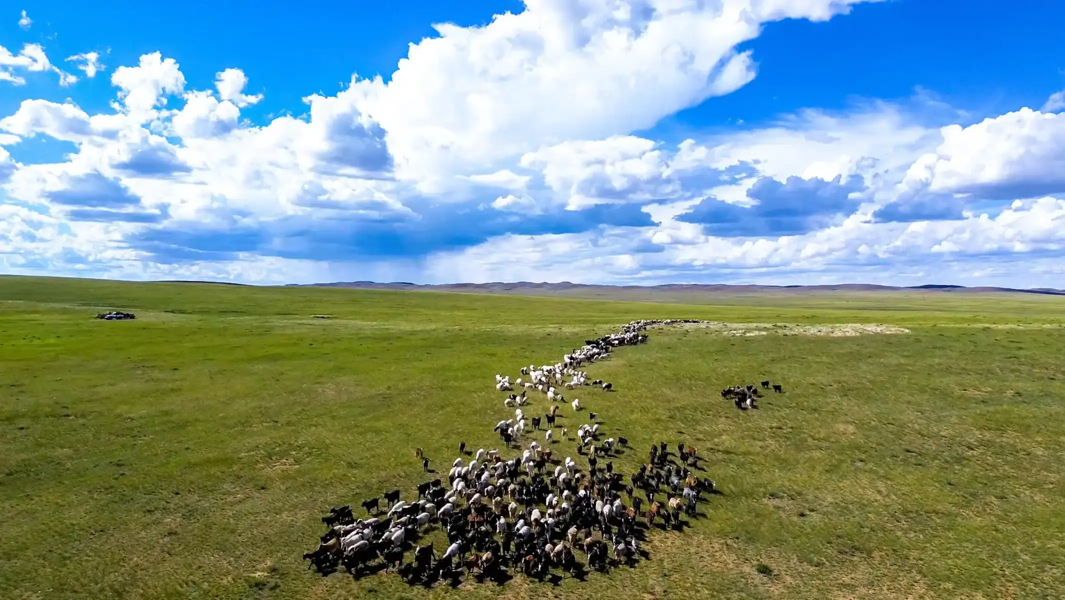 mongolia-dirt-bike-tour-herder-livestock-steppe-01