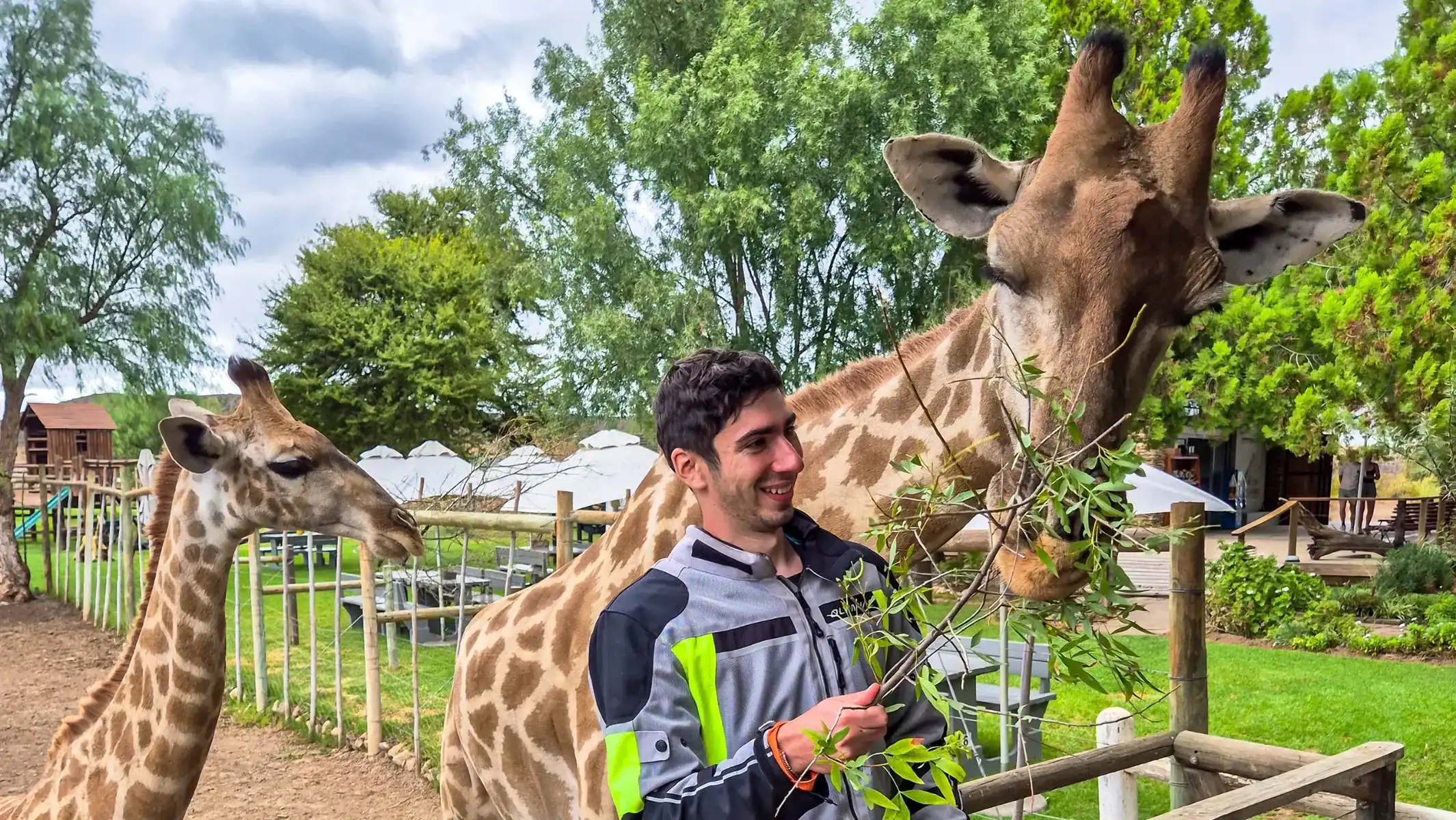 self-guided-garden-route-motorcycle-tour-giraffe-encounter-17