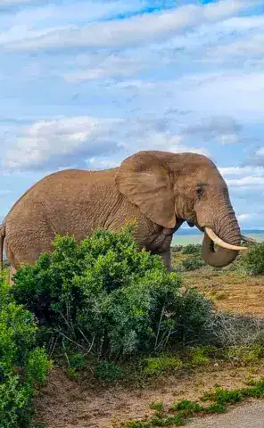 Ride Expeditions - Motorcycle Tour - Sea to Safari Motorcycle Tour - Elephant