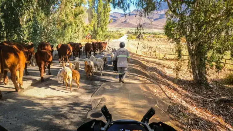 Ride Expeditions - Motorcycle Tour - Sea to Safari Motorcycle Tour - Livestock