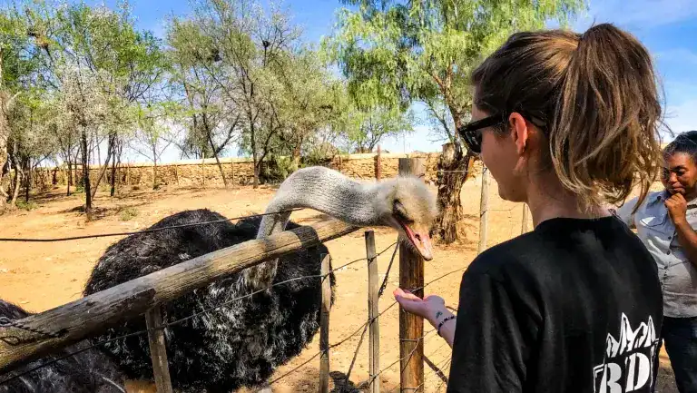 Ride Expeditions - Motorcycle Tour - Sea to Safari Motorcycle Tour - Ostrich